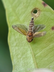 Entomophthorales
