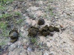 Elephas maximus indicus