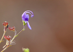 Trichostema