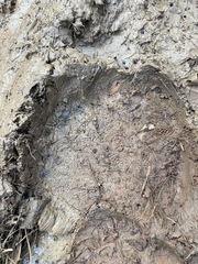 Elephas maximus indicus