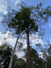 Pinus latteri
