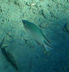 Amblyglyphidodon indicus