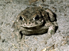 Bufotes viridis balearicus