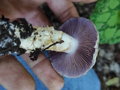 Cortinarius caligatus