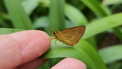 Xanthoneura telesinus