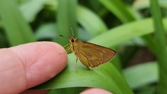 Xanthoneura telesinus