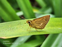 Xanthoneura telesinus