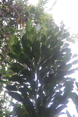 Phyllarthron bojeranum