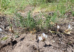 Astragalus palibinii