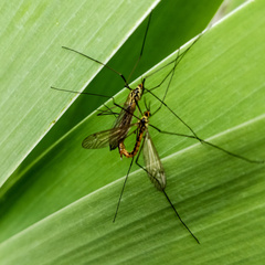 Nephrotoma