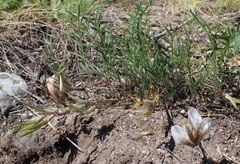 Astragalus palibinii