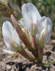 Astragalus palibinii