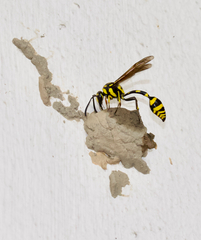 Phimenes flavopictus