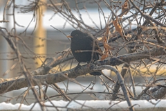 Turdus merula