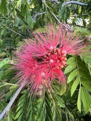 Calliandra tergemina