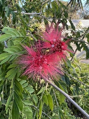 Calliandra tergemina