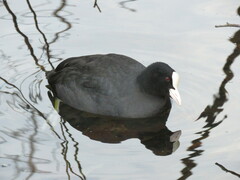 Fulica atra