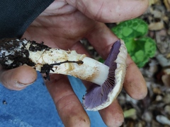 Cortinarius caligatus