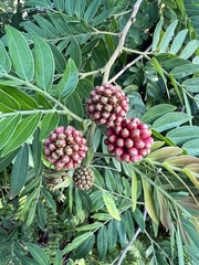 Calliandra tergemina