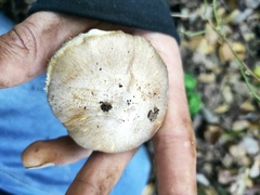 Cortinarius caligatus