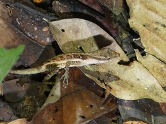 Anolis tropidogaster