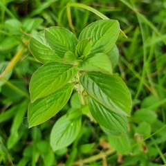 Spermacoce latifolia