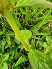 Spermacoce latifolia
