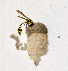 Phimenes flavopictus