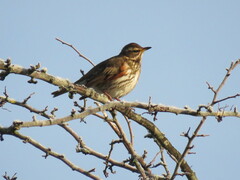 Turdus iliacus
