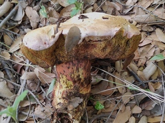 Rubroboletus