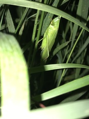 Neoconocephalus ensiger