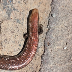 Chalcides coeruleopunctatus