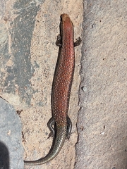 Chalcides coeruleopunctatus