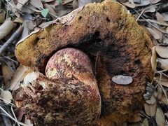 Rubroboletus