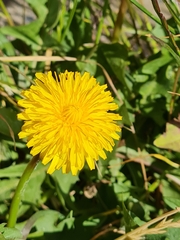 Taraxacum officinale