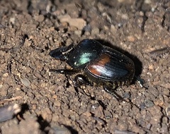 Onthophagini