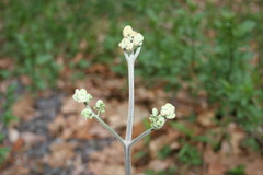 Pteridium aquilinum latiusculum