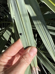 Hemisphaerota cyanea