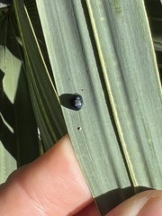 Hemisphaerota cyanea