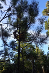 Arceuthobium campylopodum