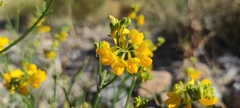 Coronilla juncea