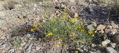 Coronilla juncea