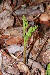Botrychium matricariifolium