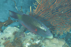 Oxycheilinus digramma