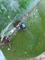 Polyrhachis cyaniventris