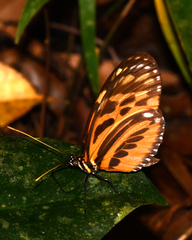 Heliconius hecale felix
