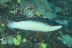 Anampses neoguinaicus