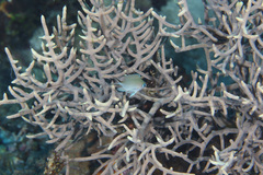 Chromis ternatensis
