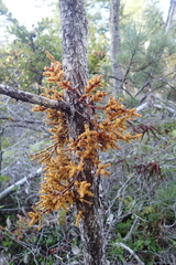 Arceuthobium campylopodum