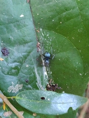 Polyrhachis cyaniventris